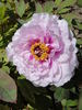 P. suffruticosa 'Hisiana Alba' peony photo