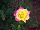 Bees Knees ™ rose photo