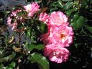 TOMhope rose photo
