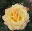 Solitaire rose photo