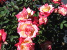 Fancy Pants ™ rose photo