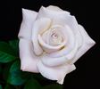 Dona Martin rose photo