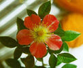 Ilona ™ rose photo