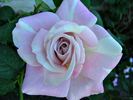 Lilac Surprise rose photo