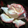 Peachy Cheeks ™ rose photo