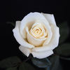 Peter Cottontail ™ rose photo
