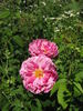 Georges Vibert rose photo