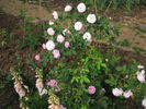 Gloire de Guilan rose photo