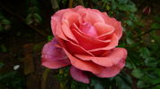Agnimitra ™ rose photo