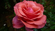Agnimitra ™ rose photo