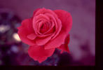 Agnimitra ™ rose photo