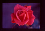 Agnimitra ™ rose photo