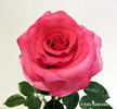 Spring Break rose photo