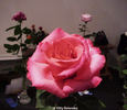 Spring Break rose photo