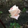 Lady Diana rose photo