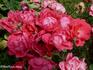 Joseph Guy, Cl. rose photo