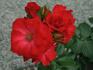 Clarinda rose photo