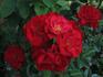 Clarinda rose photo