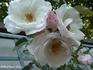 Pearl Drift, Cl. rose photo