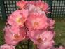 Baronne Surcouf rose photo