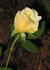 Brook Song rose photo