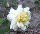 Brook Song rose photo