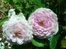 Serenissima rose photo