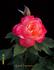 Grand Impression rose photo