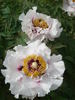 Rock's Variety peony photo