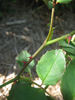 Busybody rose photo
