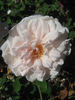 Lady Edgeworth David rose photo