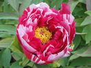 Shima Nishiki 島錦 peony photo