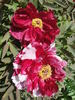 Shima Nishiki 島錦 peony photo