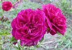 Excalibur rose photo
