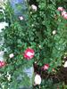 Peppermint Stripe rose photo