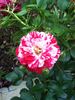 Peppermint Stripe rose photo