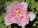 Yoshino Gawa peony photo