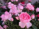 L'Autre Rose rose photo