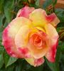 Wekausboy rose photo
