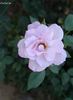 Cool as Ice rose photo