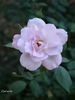 Cool as Ice rose photo