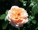 Sweet as Honey rose photo