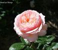 Sweet as Honey rose photo