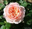Sweet as Honey rose photo