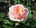Sweet as Honey rose photo