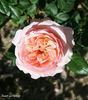 Sweet as Honey rose photo