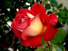 Macha Méril rose photo