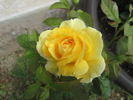 Ch-Ching! rose photo