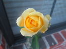 Ch-Ching! rose photo
