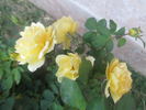 Ch-Ching! rose photo